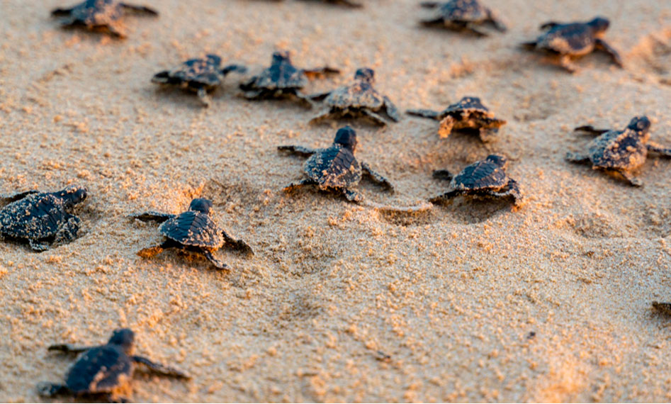 Lee más sobre el artículo Conoce más sobre las tortugas marinas