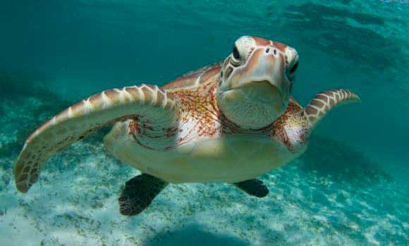 Lee más sobre el artículo ¿Te llamó la atención la tortuga marina como imagen de NCG?